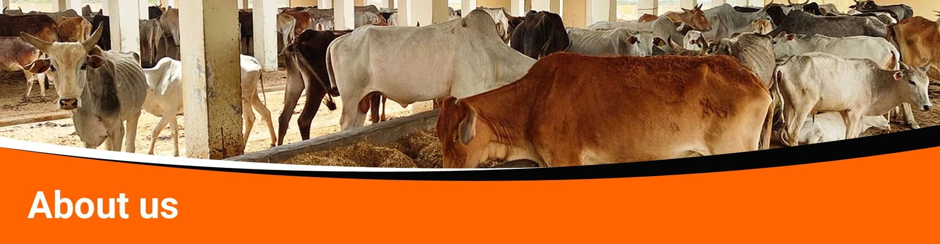 About Shree Hari Gau Sewa Sansthan