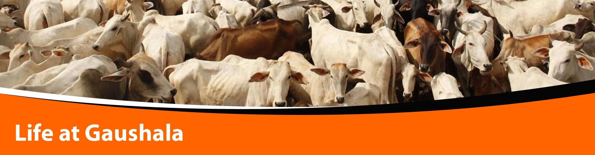 Life at Gaushala